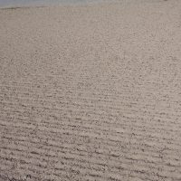 Granul-Org sur semis d'orge d'hiver